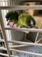Macaw Birds for sale in Pensacola, FL, USA. price: $1,500