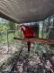 Macaw Birds for sale in Mt Solon, VA 22843, USA. price: NA