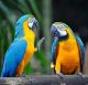 Macaw Birds for sale in Uniondale, NY, USA. price: $250
