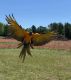 Macaw Birds for sale in Hillsboro, OR 97124, USA. price: NA