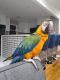 Macaw Birds for sale in Monroe Township, NJ 08831, USA. price: $1,500