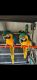 Macaw Birds for sale in Fort Worth, TX, USA. price: $3,000