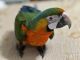 Macaw Birds for sale in North Port, FL, USA. price: $3,000