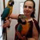 Macaw Birds for sale in New York, NY, USA. price: $800
