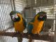 Macaw Birds for sale in Pittsburgh, PA, USA. price: $3,000