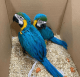 Macaw Birds for sale in Houghton, MI 49931, USA. price: $900