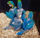 Macaw Birds for sale in Houghton, MI 49931, USA. price: $700