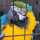 Macaw Birds for sale in Los Angeles, California. price: $550