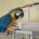 Macaw Birds for sale in Los Angeles, California. price: $550