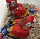 Macaw Birds for sale in Boston, Massachusetts. price: $500