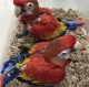 Macaw Birds for sale in Salem, Oregon. price: $550