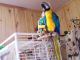 Macaw Birds for sale in Altamont, Kansas. price: $450