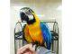 Macaw Birds for sale in Cypress, California. price: $800
