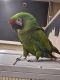 Macaw Birds for sale in Cypress, California. price: $1,000