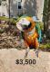 Macaw Birds for sale in Youngsville, North Carolina. price: $3,500
