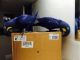 Macaw Birds for sale in Arcadia, Florida. price: $350