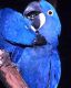 Macaw Birds for sale in Palmdale, CA, USA. price: $1