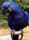 Macaw Birds for sale in Lafayette, LA, USA. price: NA