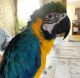 Macaw Birds for sale in Albany, Indiana. price: $1,500