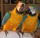 Macaw Birds for sale in Basel, Switzerland. price: NA