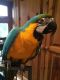 Macaw Birds for sale in London, UK. price: 400 GBP