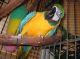 Macaw Birds for sale in Topeka, KS, USA. price: NA