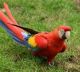 Macaw Birds for sale in Brownsville, TX, USA. price: NA
