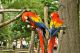 Macaw Birds for sale in North Charleston, SC, USA. price: NA