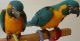 Macaw Birds for sale in El Paso, TX, USA. price: NA