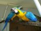 Macaw Birds for sale in Savannah, GA, USA. price: NA
