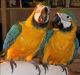 Macaw Birds for sale in St Paul, MN, USA. price: NA