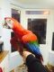 Macaw Birds for sale in Lafayette, LA, USA. price: NA