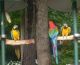 Macaw Birds for sale in Tulsa, OK, USA. price: NA