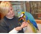 Macaw Birds for sale in McKinney, TX, USA. price: NA