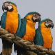 Macaw Birds for sale in Toledo, OH, USA. price: NA