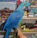Macaw Birds for sale in Garhoud - Dubai - United Arab Emirates. price: 55000 AED