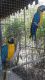 Macaw Birds for sale in Fort Worth, TX, USA. price: $200