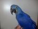Macaw Birds for sale in Corpus Christi, TX, USA. price: NA