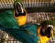Macaw Birds for sale in Carrollton, TX, USA. price: NA