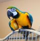 Macaw Birds for sale in Oceanside, CA, USA. price: NA
