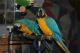 Macaw Birds for sale in Las Vegas, NV, USA. price: NA