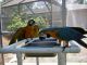 Macaw Birds for sale in West Covina, CA, USA. price: NA