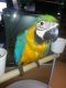 Macaw Birds for sale in Kansas City, MO, USA. price: $350