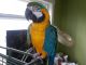 Macaw Birds for sale in Fort Worth, TX, USA. price: $350