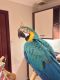 Macaw Birds for sale in Baltimore, MD, USA. price: NA