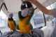 Macaw Birds for sale in Birmingham, AL, USA. price: NA