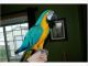Macaw Birds for sale in Berkeley, CA, USA. price: NA