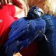 Macaw Birds for sale in Bakersfield, CA, USA. price: NA