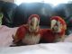 Macaw Birds for sale in North Salt Lake, UT, USA. price: NA