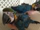 Macaw Birds for sale in Jersey City, NJ, USA. price: NA